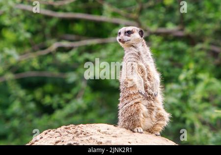 Erdmännchen, die auf Hinterbeinen auf einem großen Felsbrocken stehen und einen Blick nach draußen halten Stockfoto