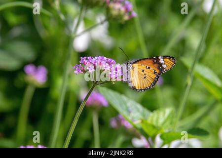 Schlichter Tiger-Schmetterling (Danaus chrysippus chrysippus) mit geschlossenen Flügeln, der von kleinen violetten Blüten mit tropischen, blassgrünen Blättern gefüttert wird Stockfoto
