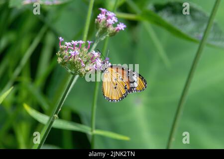 Schlichter Tiger-Schmetterling (Danaus chrysippus chrysippus) mit geschlossenen Flügeln, der sich aus kleinen violetten Blüten mit tropischen, blassen Blättern ernährt Stockfoto