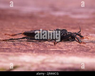 Wide body Cricket mit langer Antenne isoliert und ruht auf einem natürlichen Hintergrund Stockfoto