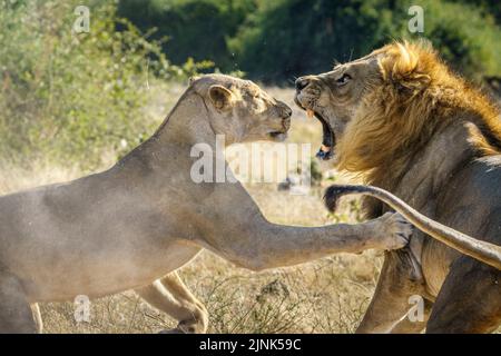 Löwe und Löwin (Panthera leo) kämpfen. Chobe National Park, Botswana, Afrika Stockfoto