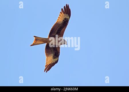 Fliegender, roter Drachen, milvus milvus, mönchbruch, mörfelden, Fliegen, fliegen, rote Drachen Stockfoto