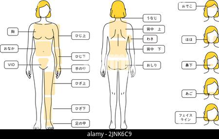 Illustrationen zur Haarentfernung für Frauen - Ganzkörper und Gesicht - Übersetzung: Brust, Bauch, Ellbogen, Ellbogen, Handrücken, Knie, Knie, Beinrückseite, Nape of ne Stock Vektor