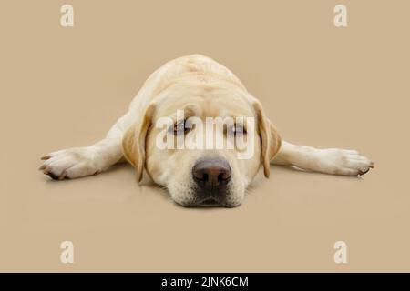 Portrait labrador Retriever Hund mit traurigem Gesichtsausdruck, der krank liegt. Isoliert auf beigem Hintergrund Stockfoto