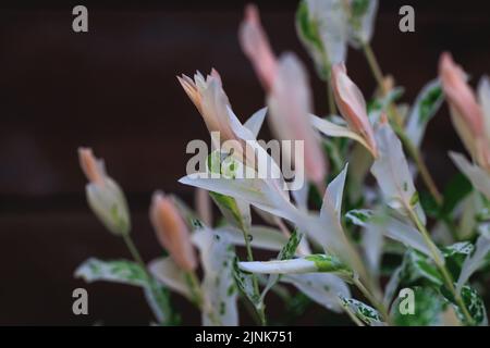 Salix integra var Hakuro Nishiki Baum im Garten Stockfoto