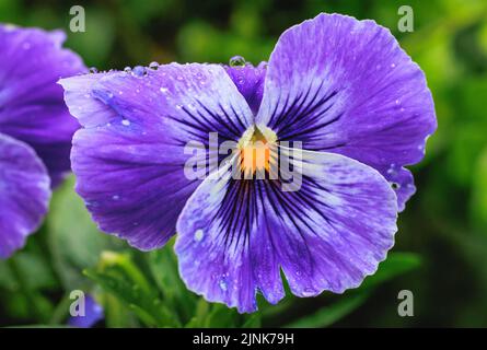 Nahaufnahme einer nassen Stiefmütterchenblume Stockfoto
