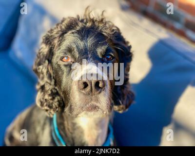 Cocker Spaniel Hund draußen in der Sonne Stockfoto