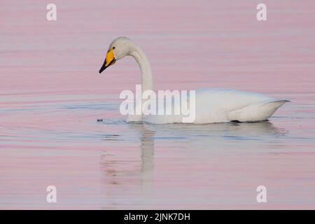 Singschwan (Cygnus cygnus), im Wasser schwimmende Erwachsene, Nordostregion, Island Stockfoto