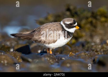 Ringelpfeifer (Charadius hiaticula psammodromus), Seitenansicht eines Erwachsenen, der auf dem Boden steht, Südliche Region, Island Stockfoto