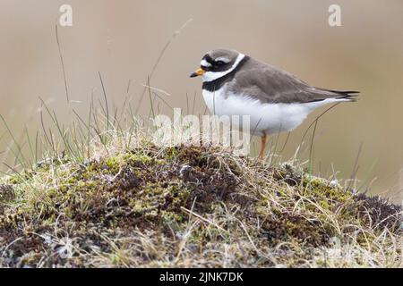 Ringelpfeifer (Charadius hiaticula psammodromus), Seitenansicht eines Erwachsenen, der auf dem Boden steht, Südliche Region, Island Stockfoto