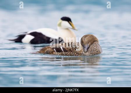 Gemeine Eider (Somateria mollissima borealis), Seitenansicht eines Paares, das im Wasser schwimmt, Südliche Region, Island Stockfoto