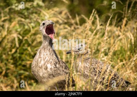 Zwei kleinere Möwenküken mit schwarzem Rücken standen im langen Gras, während eines gähnte, Inchcolm Stockfoto