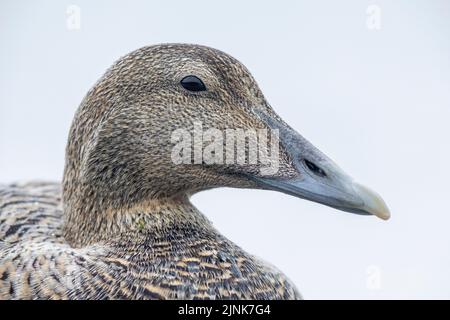 Gewöhnliche Eider (Somateria mollissima borealis), Erwachsene weibliche Nahaufnahme, Südliche Region, Island Stockfoto