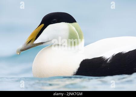 Gewöhnliche Eider (Somateria mollissima borealis), Erwachsene männliche Nahaufnahme, Südliche Region, Island Stockfoto