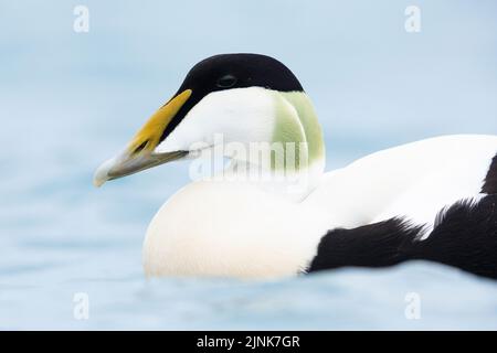 Gewöhnliche Eider (Somateria mollissima borealis), Erwachsene männliche Nahaufnahme, Südliche Region, Island Stockfoto