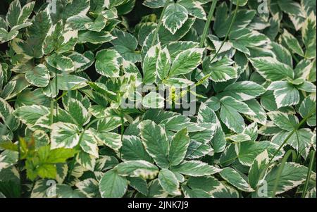 Eine ornamentale Form mit den bunten Blättern Aegopodium podagraria - Bodenstieler Stockfoto