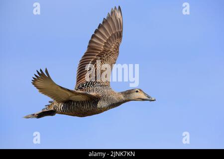 Gewöhnlicher Eider (Somateria mollissima borealis), Seitenansicht eines erwachsenen Weibchen im Flug, Südliche Region, Island Stockfoto