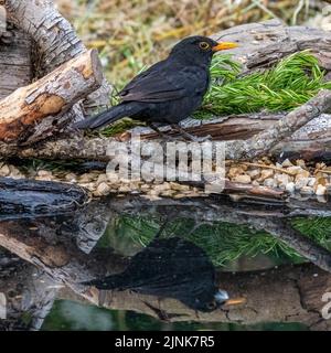 Eine Nahaufnahme einer Amsel, die auf einem Ast vor einem Fluss steht und deren Spiegelung tagsüber im Wasser zu sehen ist Stockfoto