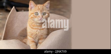 Kleines Ingwer-Kätzchen, das auf seiner Couch sitzt, kopiert Platz für Text. Stockfoto