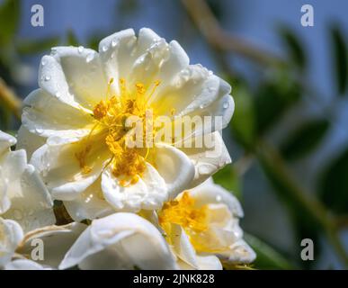 Blüte eines weißen wandernden Rosenblütenbusches Stockfoto