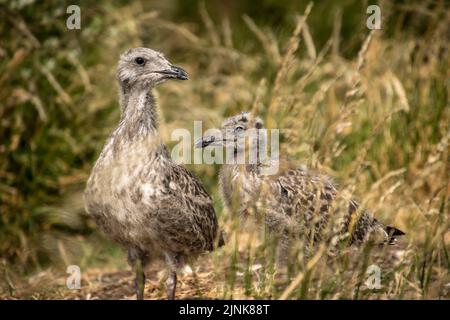 Zwei kleinere Möwenküken mit schwarzem Rücken standen im langen Gras, Inchcolm Stockfoto