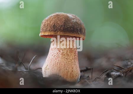 Ein frischer Scarletina-Bolete-Pilz (Neoboletus luridiformis) auf Fichtennadeln im Wald. Stockfoto