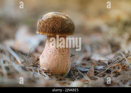 Ein frischer Scarletina-Bolete-Pilz (Neoboletus luridiformis) auf Fichtennadeln im Wald. Stockfoto