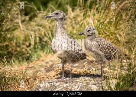 Zwei kleinere Möwenküken mit schwarzem Rücken standen im langen Gras, Inchcolm Stockfoto