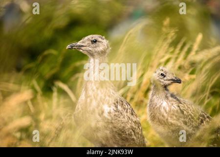 Zwei kleinere Möwenküken mit schwarzem Rücken standen im langen Gras und schauten in entgegengesetzte Richtungen, Inchcolm Stockfoto