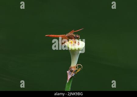 Libellen im Park in Ho Chi Minh City Stockfoto