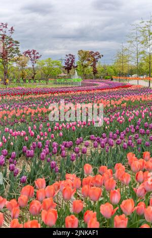 Eine vertikale Aufnahme von bunten Tulpen, die in bunten Schichten in einem Park unter klarem blauen Himmel wachsen Stockfoto