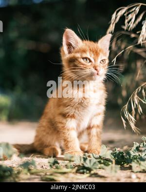 Orangenschecktes Kätzchen sitzt draußen und schaut zur Seite Stockfoto