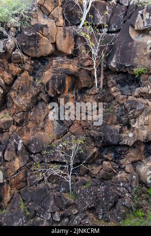 Ein einsamer Baum mit ein paar gelben Blättern über einer Felswand bei Las Grietas, Santa Cruz Island, Galapagos, Ecuador Stockfoto