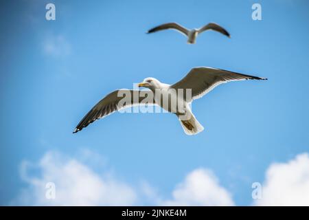 Kleine Schwarzmöwe, die in einem blauen Himmel mit anderen Möwen, Inchcolm, fliegt Stockfoto