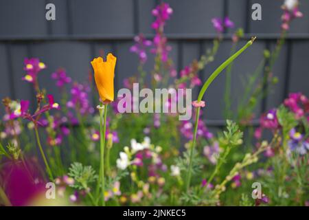 Gemischte Wildblumen vor einem grauen Zaun. Eine Samenmischung, um Bienen und Vögel anzuziehen. Die orangefarbene Blume ist ein kalifornischer Mohn Stockfoto