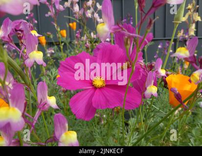 Gemischte Wildblumen vor einem grauen Zaun. Eine Samenmischung, um Bienen und Vögel anzuziehen. Die rosa Blume ist ein Cosmos bipinnatus Stockfoto