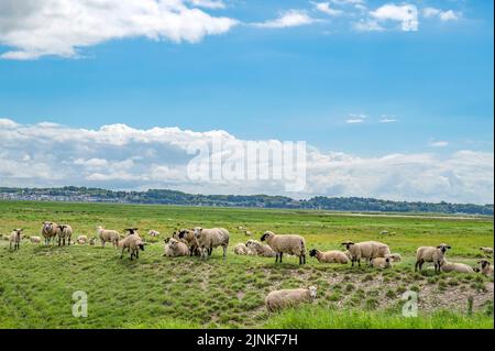 salzmarsch-Lamm auf der Somme-Bucht, Frankreich Stockfoto