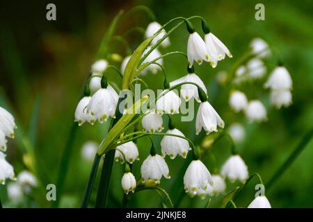 Wunderschöne Frühlingsschneeflocken blühen an einem regnerischen apriltag (maerzenbecher Blumen) Stockfoto