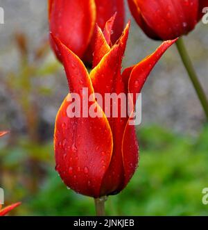 Eine wunderschöne rote Lilie Tulpe mit einem gelben Rand bedeckt mit Regentropfen an einem frischen Apriltag Stockfoto