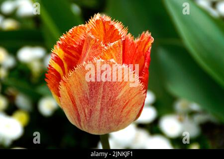 Ein schönes großes Gelb mit roter Tulpe mit gelben roten Streifen an einem sonnigen Spitzentag Stockfoto