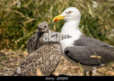 Kleine Schwarzrückenmöwe mit zwei Küken auf einer grasbewachsenen Insel, Inchcolm Stockfoto