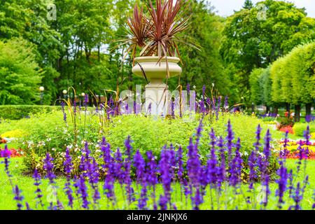 Blaue Lilien und andere bunte Blumen um einen kleinen Topf mit Pflanzen. Stockfoto