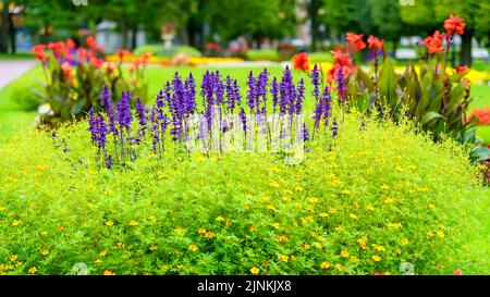 Hintergrund von bunten Blumen und blauen Lilien, die zwischen dem Gras sprießen. Stockfoto