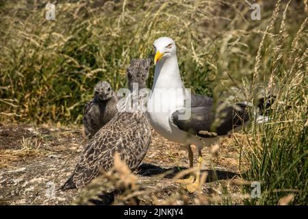 Kleine Schwarzrückenmöwe mit zwei Küken auf einer grasbewachsenen Insel, Inchcolm Stockfoto