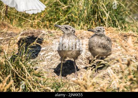 Zwei kleinere Möwenküken mit schwarzem Rücken sehen aus, als ihre Eltern wegfliegen, Inchcolm Stockfoto