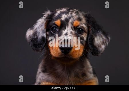 Niedlicher Dapple Dachshund Welpenhund isoliert auf schwarzem Hintergrund Stockfoto