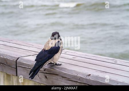 Große graue Krähe, die auf einer Bank am Meer thront und die Kamera anschaut. Stockfoto