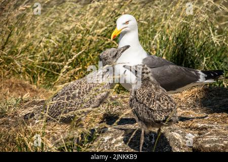 Kleine Schwarzrückenmöwe mit zwei Küken auf einer grasbewachsenen Insel, Inchcolm Stockfoto