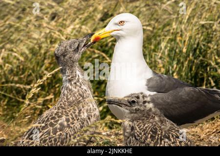 Kleine Schwarzrückenmöwe mit zwei Küken auf einer grasbewachsenen Insel, Inchcolm Stockfoto