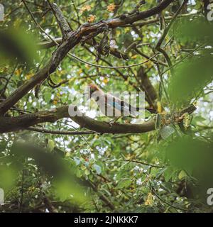 Eine vertikale Nahaufnahme des Eurasischen eichelhähers, Garrulus glandarius auf dem Ast. Stockfoto